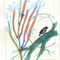 bird watercolor.jpg